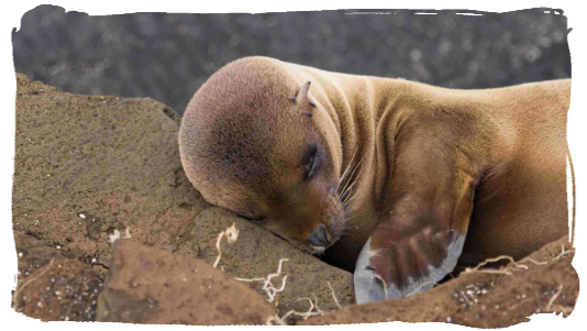 ein junger Seelöwe liegt in einer Mulde